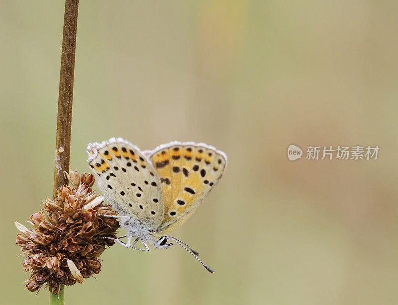 灰铜蝶(Lycaena tityrus)雌性